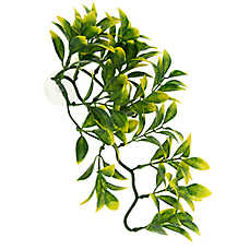 Thrive Medium Hanging Terrarium Plant - Terrarium Plant Decor