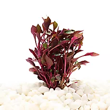 Top Fin® Scarlet Temple Live Plant - Live Aquarium Plant for Fish Tanks - 4 in