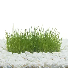 Top Fin® Dwarf Hairgrass Live Plant Tissue Culture - Live Aquarium Plant for Fish Tanks