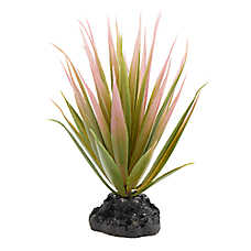 Thrive Succulent Plant - Terrarium Plant Decor