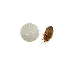 Reptile Food - Live Dubia Roaches Large - 25 Count